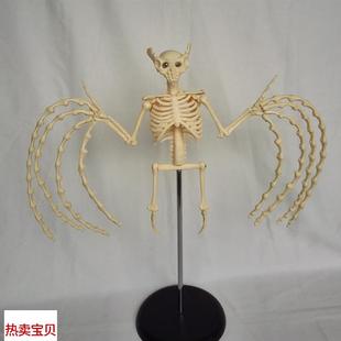 教学玩具 蝙蝠骨骼模型骨骼骨架动F物解剖模型