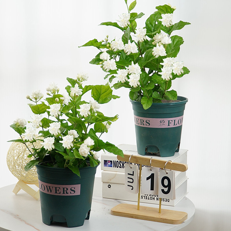 巴西菊花茉莉盆栽带花苞重瓣茉莉花笔尖茉莉老桩阳台浓香花卉好养