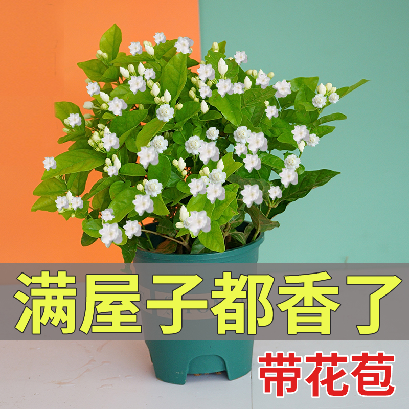 宝珠茉莉花苗盆栽带花苞九里香老桩驱蚊水培栀子花卉绿植好养易活