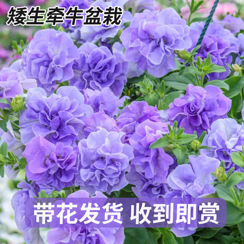 重瓣矮牵牛盆栽带花苞垂吊爬藤植物冰淡紫伊丽莎白四季开花花卉