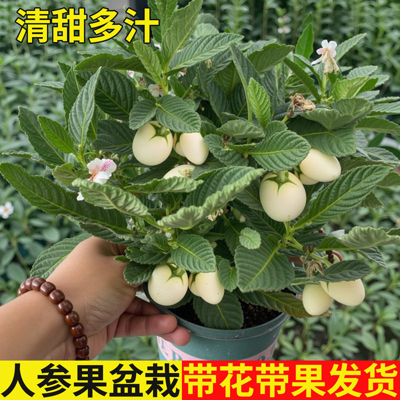 人参果盆栽带果大苗长寿果果树人生果当年结果茄瓜果盆栽食用果苗