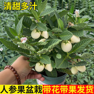 人参果盆栽带果大苗长寿果果树人生果当年结果茄瓜果盆栽食用果苗