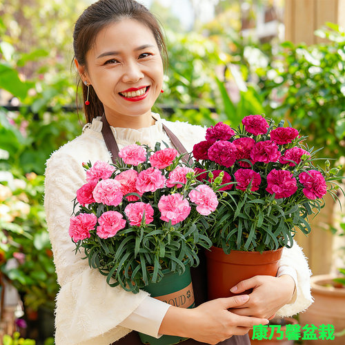 康乃馨盆栽带苞易养四季开花