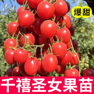 番茄苗千禧西红柿苗四季菜秧苗