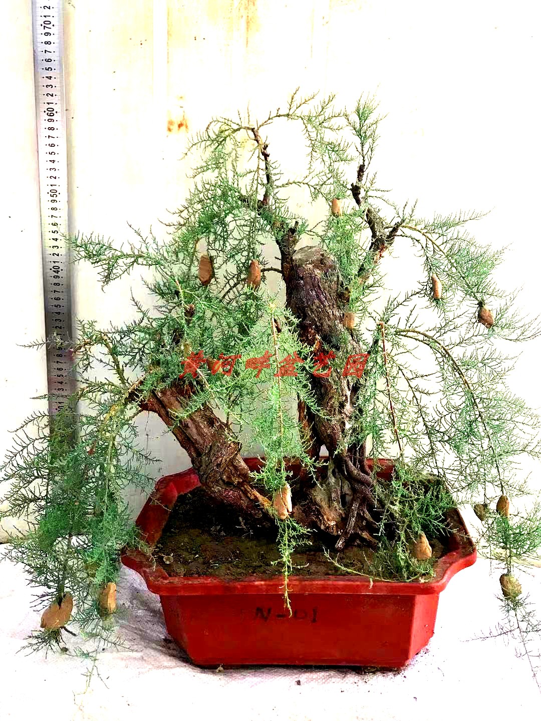 n-怪柳盆景柽柳盆栽观音柳小苗木阳台熟桩生桩花卉绿植园艺老树桩