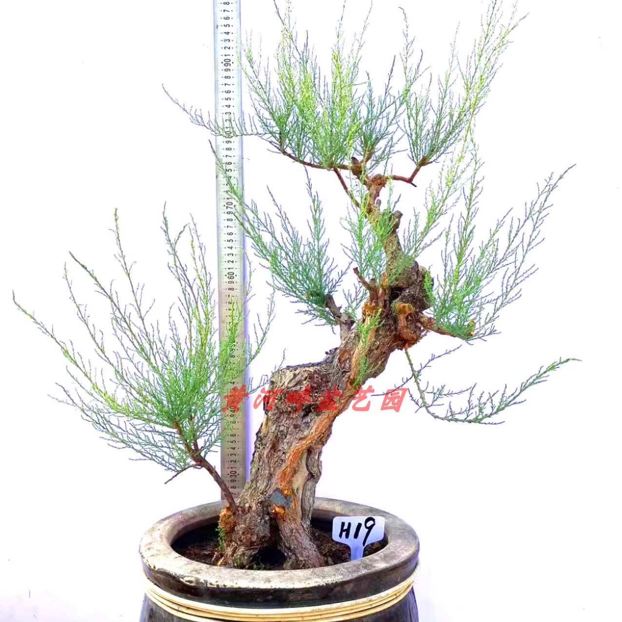 促销绿植怪柳盆景观音柳三春柳柽柳西湖柳红柳树桩室内植物庭院