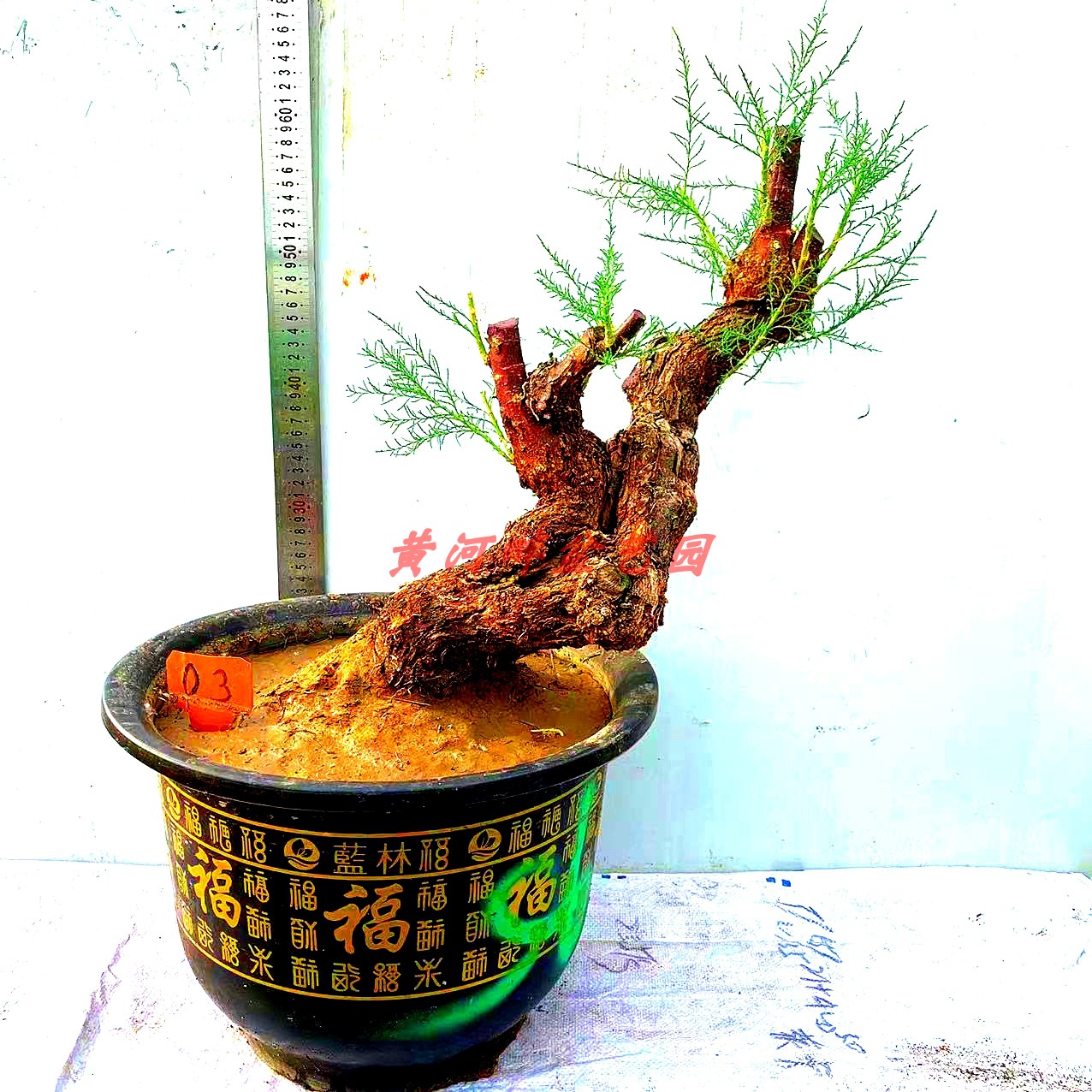 E-号怪柳盆景观音柳 圣柳三春柳西湖柳红柳圣柳盐松纯野盆