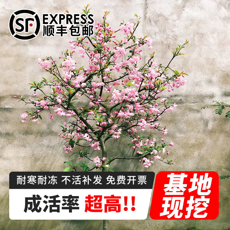 西府海棠垂丝海棠春天开花爆满