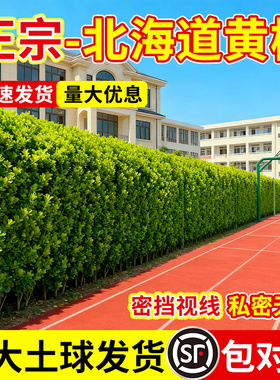 北海道黄杨苗大叶黄杨冬青树苗耐寒植物庭院种植绿篱篱笆围墙常青