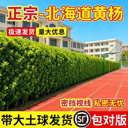 丛生北海道黄杨篱笆墙首选不落叶