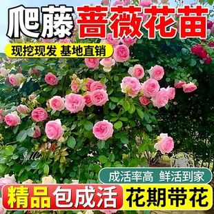 蔷薇花苗藤本月季爬藤常年开花室外庭院特大老桩植物阳台花卉盆栽