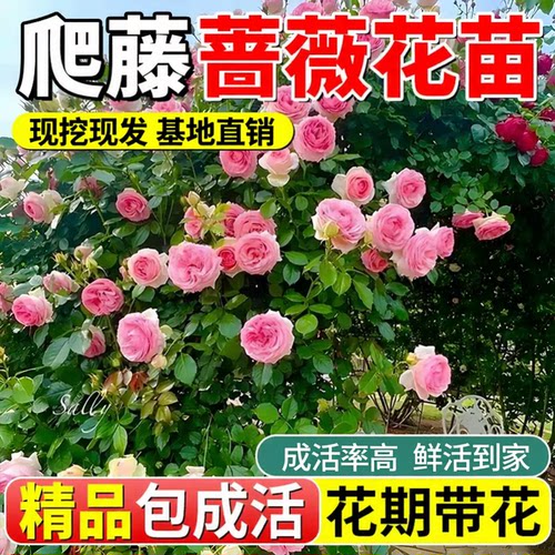 蔷薇花苗藤本月季爬藤庭院