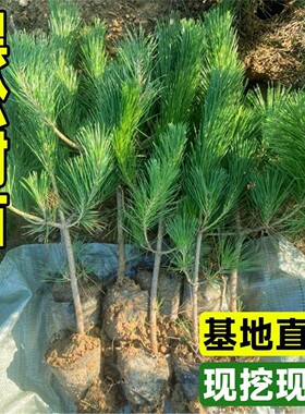 黑松树苗常绿乔木四季常青庭院公园基地直发现挖现发耐寒绿化苗木