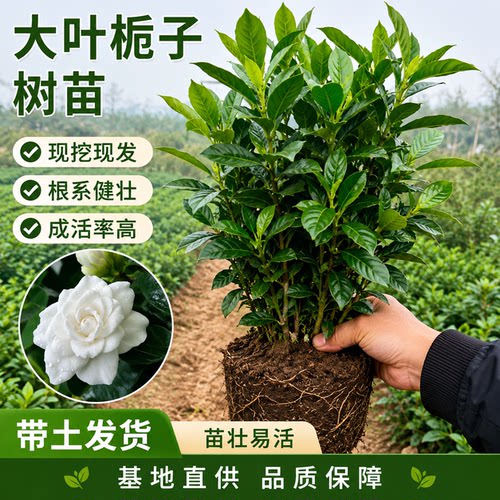 大叶栀子花苗常绿耐修剪庭院绿化