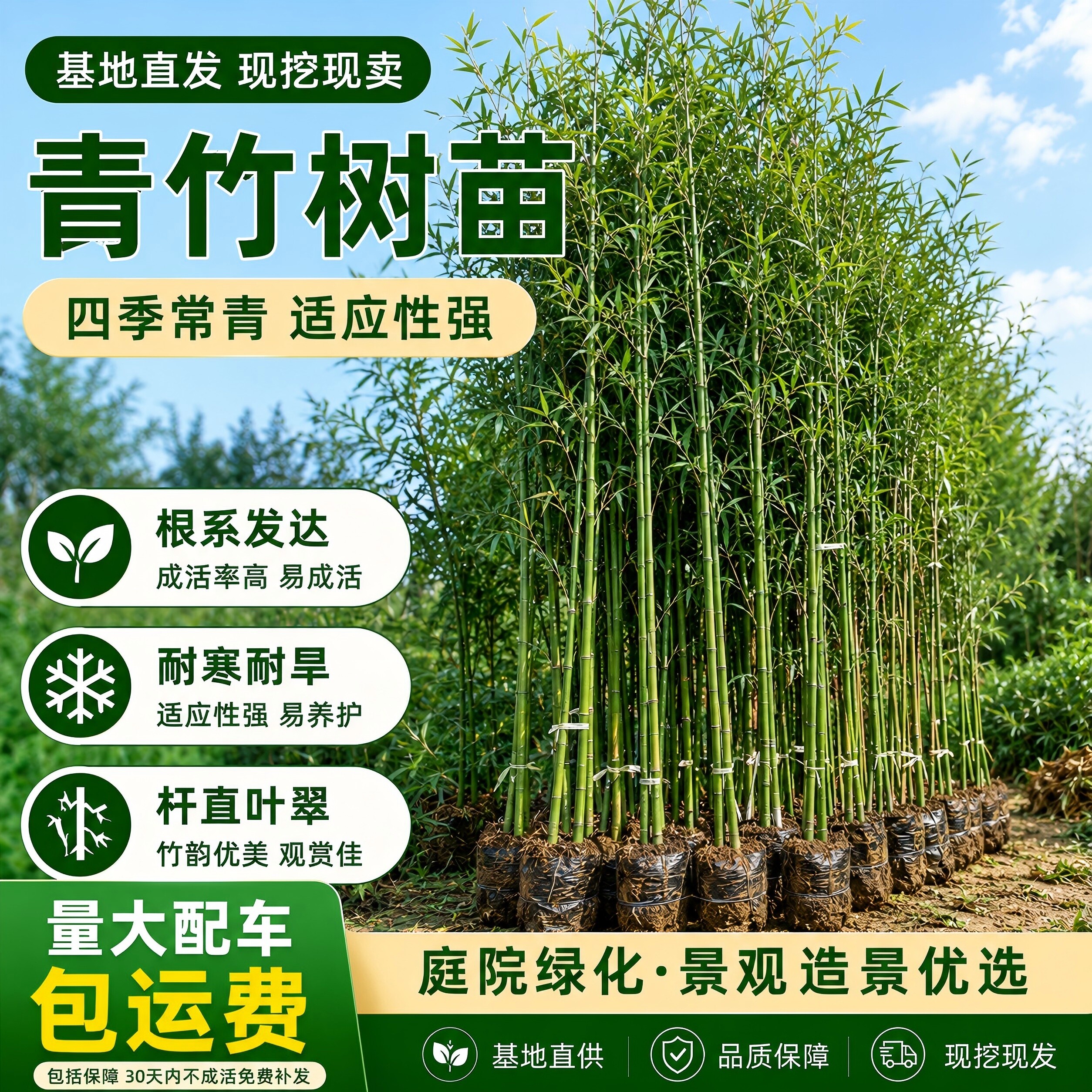 青竹紫竹金镶玉竹四季常青不落叶图片