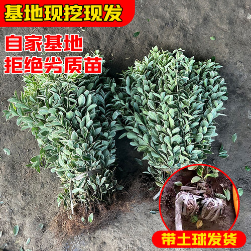 金边黄杨树苗四季常青不落叶绿化