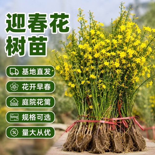 迎春花树苗盆栽连翘老桩盆景室内阳台庭院爬藤植物四季花卉报春花