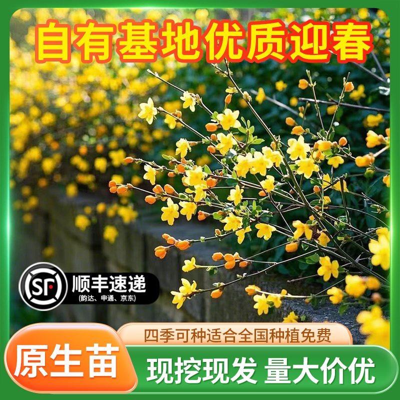 迎春花树苗盆栽连翘老桩盆景室内阳台庭院爬藤植物四季花卉报春花