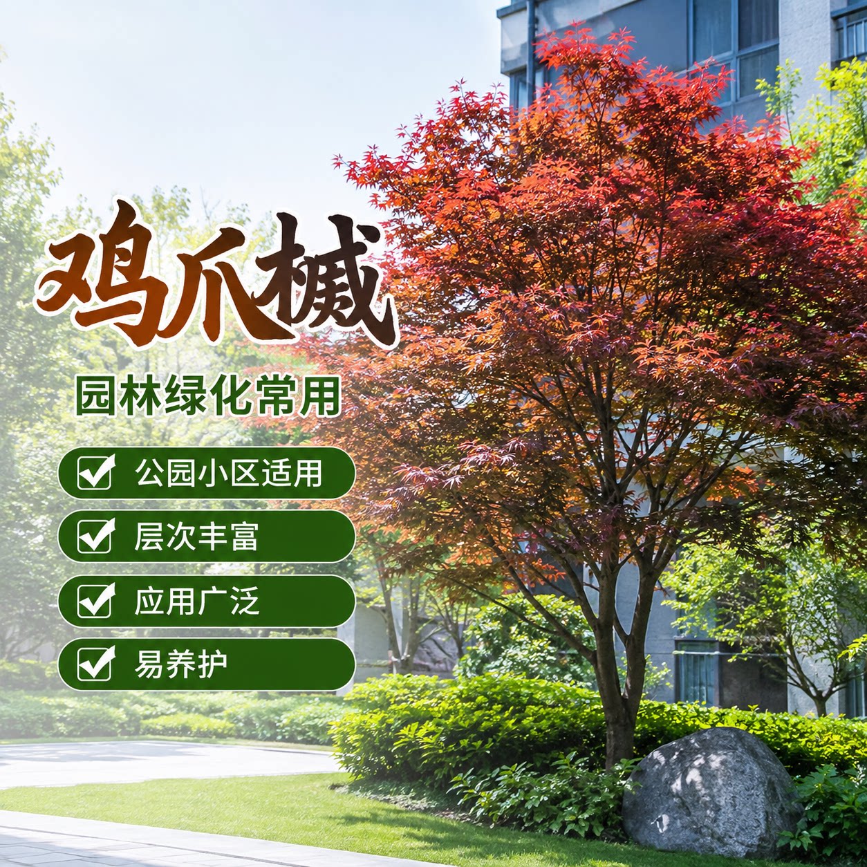 鸡爪槭树苗红叶景观树庭院绿化苗木工程苗基地直发四季观赏植物图片