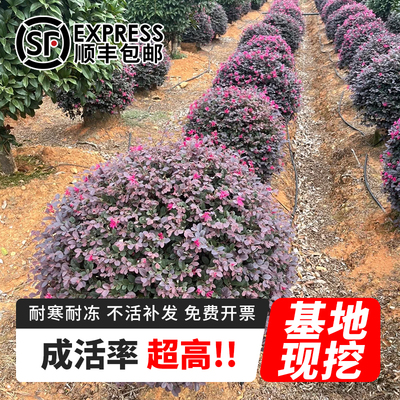 彩色树种庭院公园绿化苗红花继木