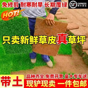草皮真草坪带土果岭草台湾草马尼拉四季常青耐寒别墅花园庭院绿化