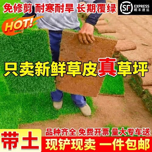 带泥土真草坪马尼拉四季常青耐寒