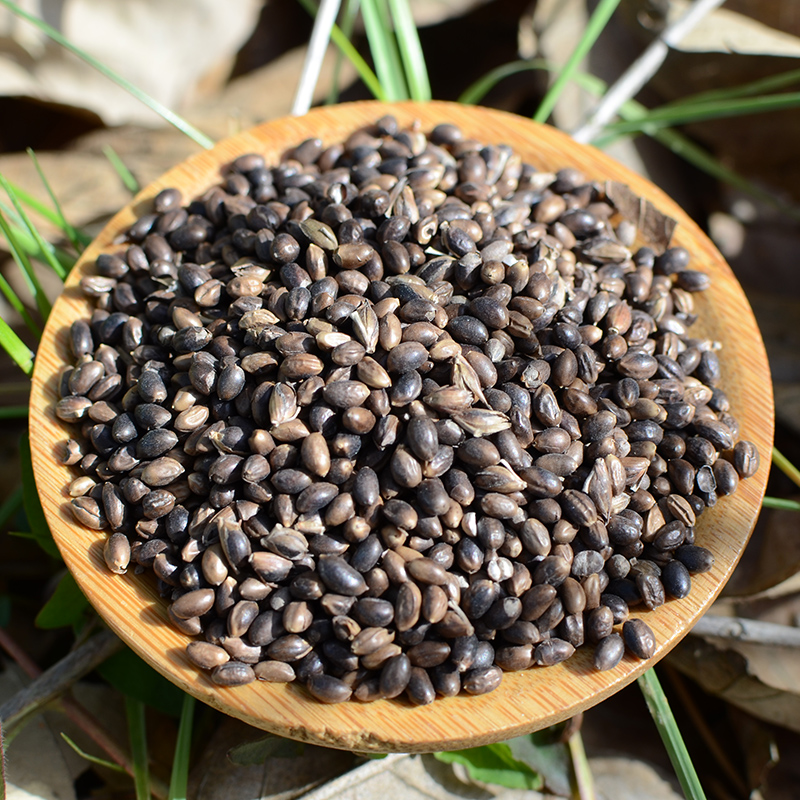 神农架原始森林野生竹米糙野米 口臭茶 箭竹米250g