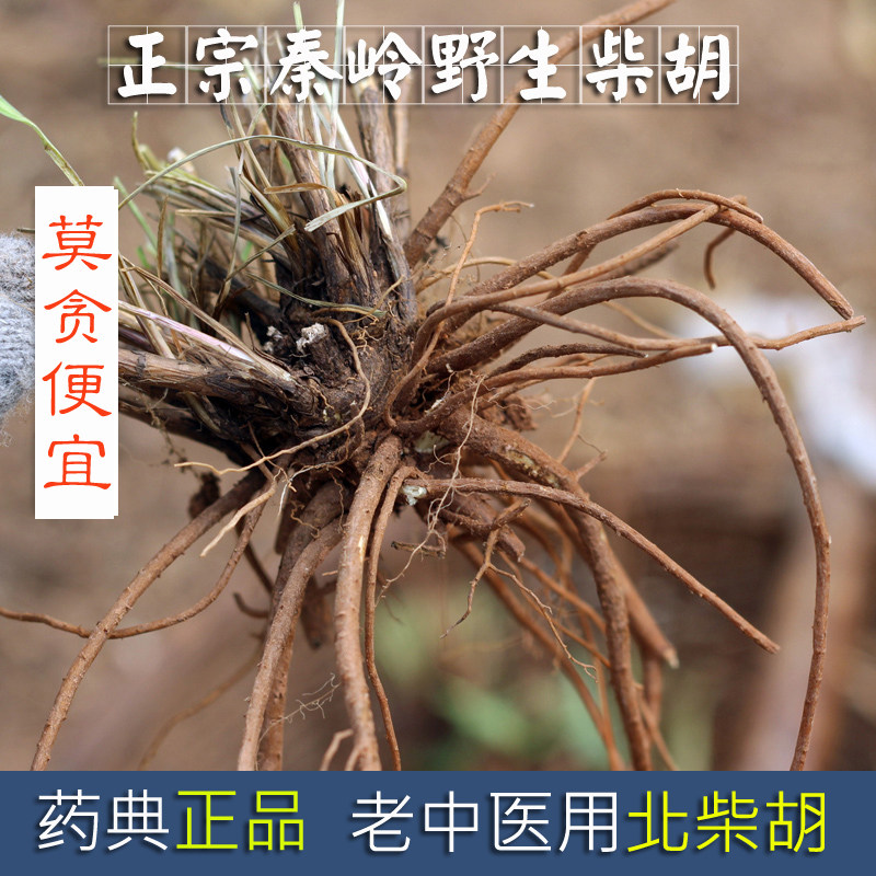 北柴胡根 秦岭野生柴胡  秦岭小柴胡根疏肝解郁中草药 中药材500g