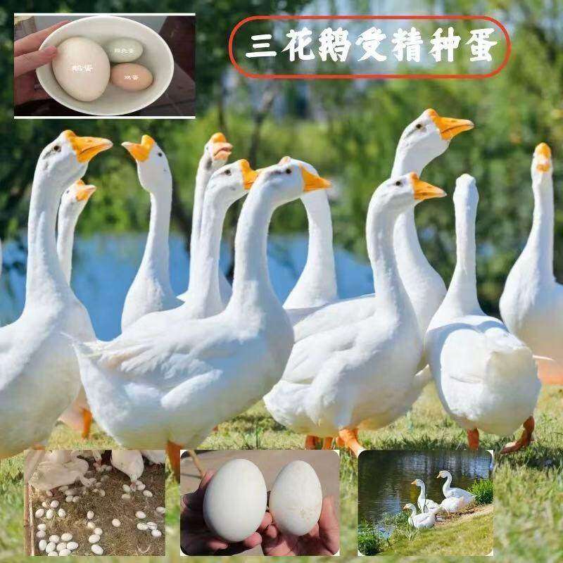 鹅种蛋受精蛋卵大型大三花鹅五龙大皖西泰州纯种鹅蛋6枚种蛋