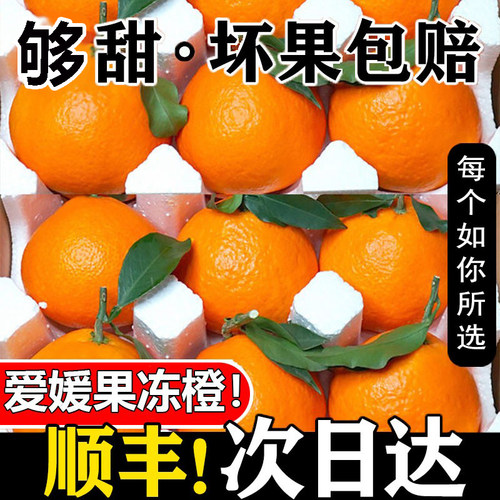 爱媛果冻橙现摘新鲜当季