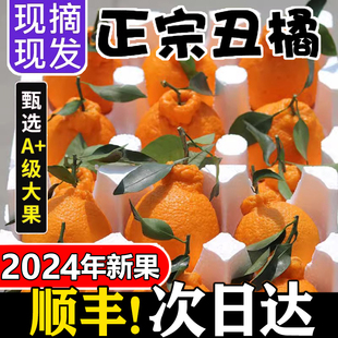 正宗新鲜四川丑橘10斤整箱不知火当应季时令水果桔子蜜橘子柑橘