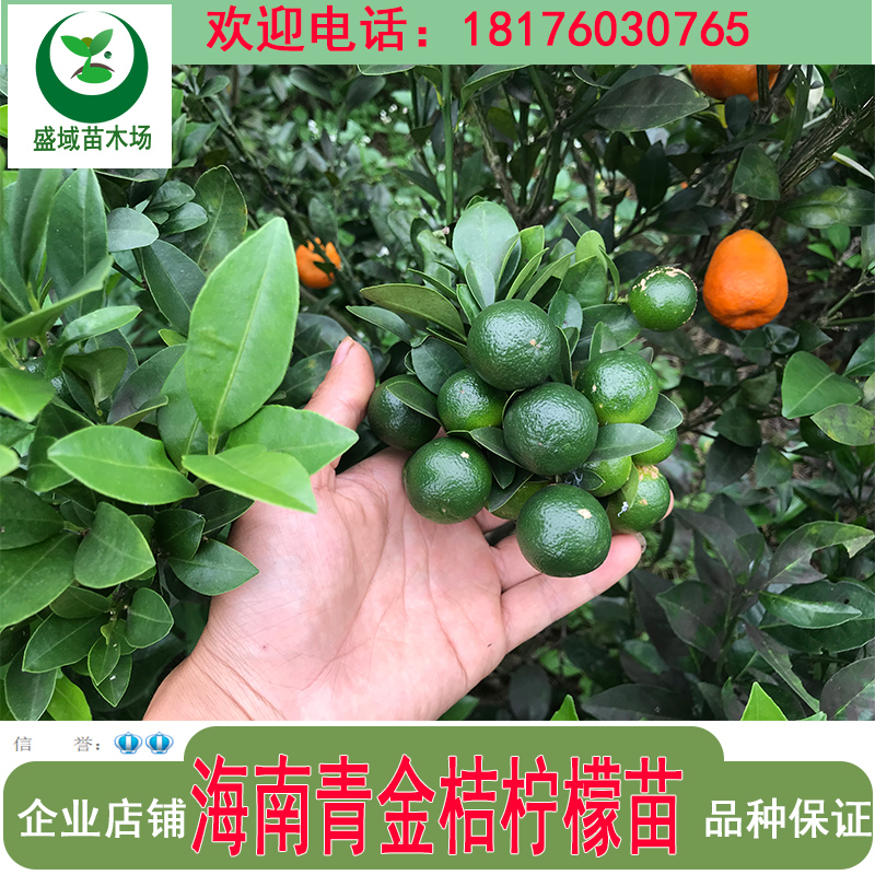 正宗海南青金桔苗越南小柠檬苗手指柠檬树苗无籽青柠檬苗四季结果在类目 鲜花速递/花卉仿真/绿植园艺, 花园植物/行道树/果树, 果树中 - 来自Buy2taobao.com提供专业的淘宝代购服务