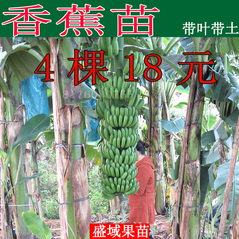 Bananas Sapling Emperor banana Bananas Red bananasin the Flower delivery/Flowers simulation/Plants gardening , Garden Plants/Trees/Fruit tree, Fruit tree category - from Buy2taobao.com to provide professional Taobao agent buy service