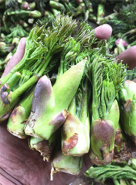 长白山野菜新鲜刺老芽