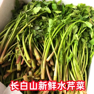 东北山野菜新鲜水芹菜500克春季山菜炒肉凉拌菜做馅2斤 包邮快递