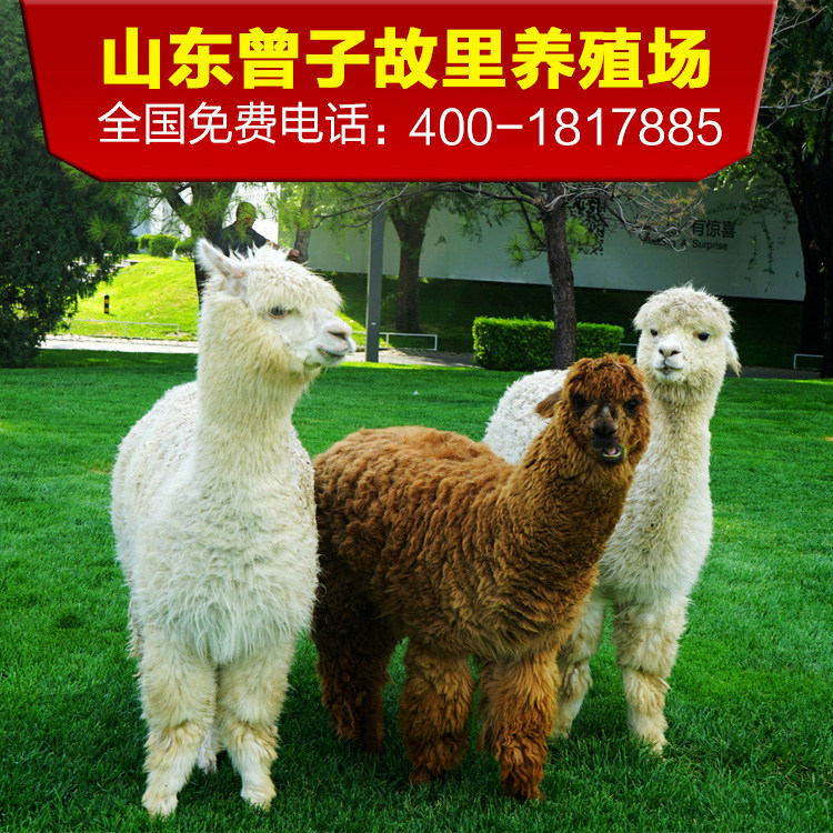 曾子故里养殖场 羊驼 小羊驼 羊驼活体 羊驼养殖 活的羊驼 草泥玛