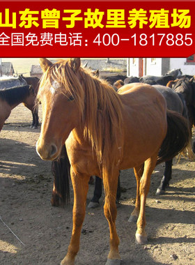 骑乘活马出售 蒙古马伊利马 活马出售低价小马驹活马 活马蒙古马