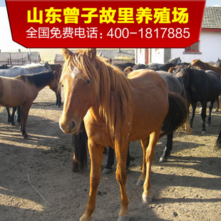 骑乘活马出售 蒙古马伊利马 活马出售低价小马驹活马 活马蒙古马