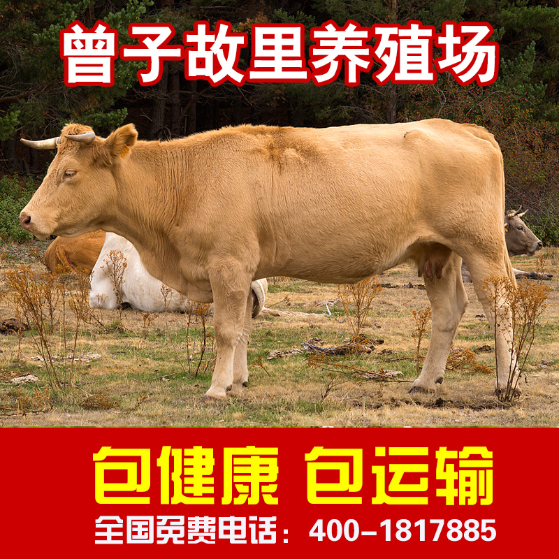 小黄牛活体肉牛犊西门塔尔牛牛犊 活体3-6个月纯种小牛犊子幼牛仔