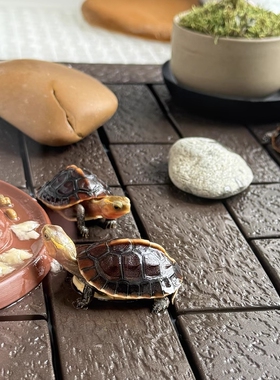 【缘友之家】黄缘龟环境专用紫砂砖  半水龟生态造景保湿紫砂砖块