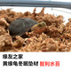 缘友之家黄缘龟冬眠 半水龟冬眠专用材料智利水苔草龟东箱巴西