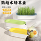 鹦鹉草食用鸟草盒啃咬草发芽粮饲料水培种子大麦虎皮牡丹玄凤零食