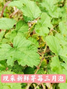 新鲜三月泡茅莓全草包邮