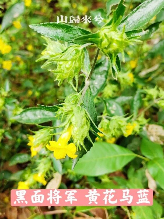 现摘新鲜黑面将军黄花马蓝地毡草破石草夜兰茶锅盖仔青漆鲜叶200g