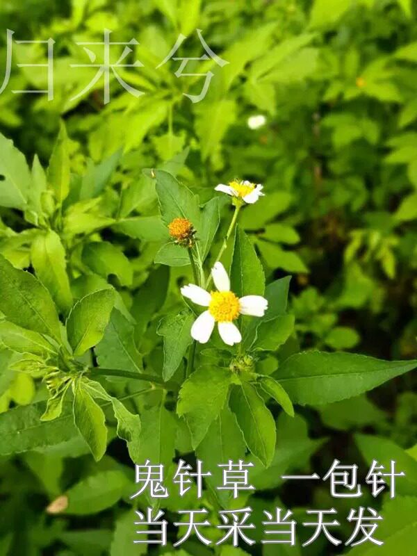 新鲜鬼针草刺针草现采鬼钗草一包针蟹钳草三叶鬼针草鲜品全草500g