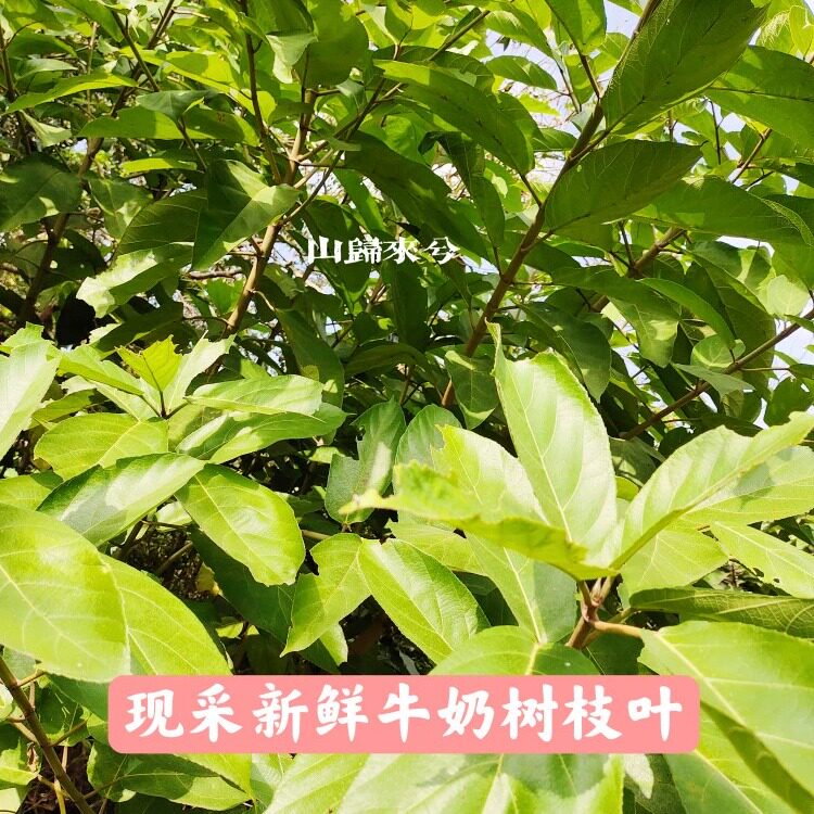 牛奶树乳汁麻木猪母茶猪奶树稔水冬瓜对叶榕果现采新鲜一斤包邮