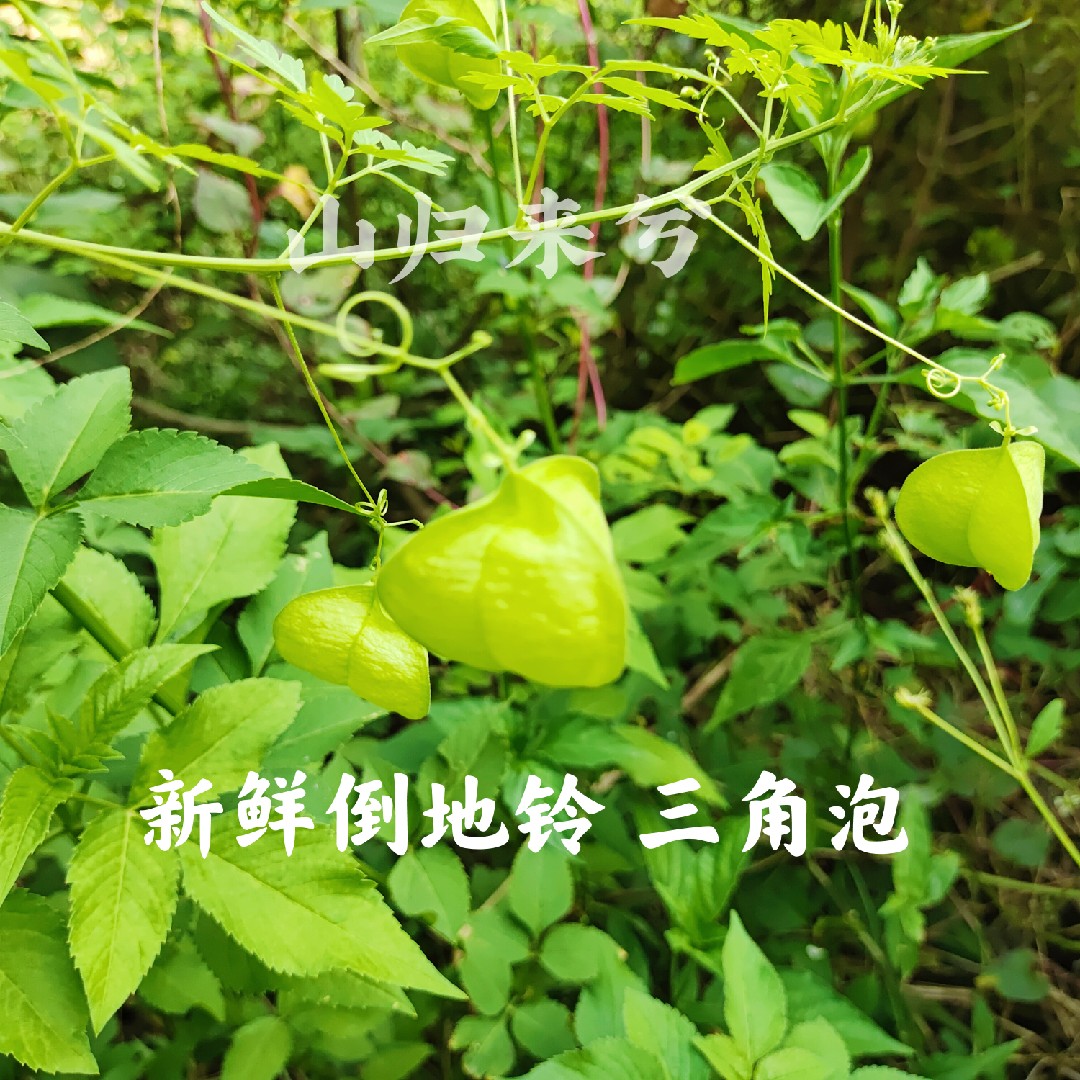 新鲜倒地铃 天然三角泡 中草药三角藤 假苦瓜 带藤苦楝风船葛500g