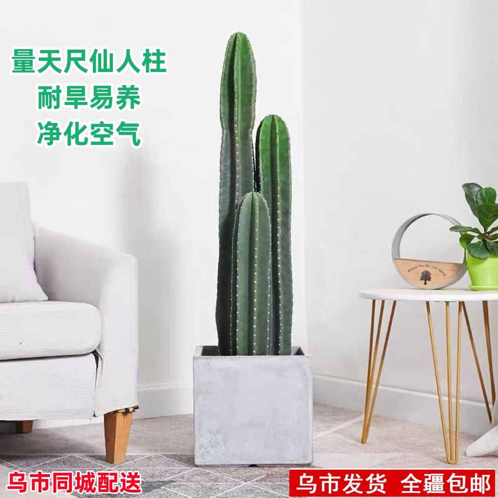 仙人掌量天尺客厅净化空气大型植物室内绿植北欧装饰仙人柱盆栽