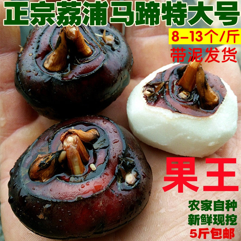 正宗广西荔浦马蹄荸荠地栗乌芋农家自种新鲜水果蔬菜特大5斤包邮