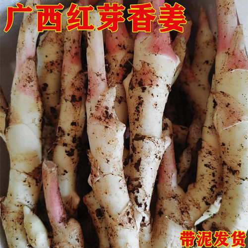 广西红芽香姜仔姜嫩姜生姜现挖